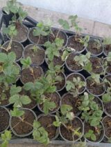 Саджанці Суниці ремонтантної "Алі-Баба" - Зображення 2