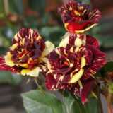 Саджанці троянди «Abracadabra» (Абра Кадабра) - Зображення 2