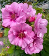 Саджанці троянди «Orienta Djamila» (Орієнта Джаміла)