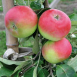 Саджанці яблуні "Ерлі Женева"