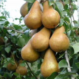 Саджанці груші "Бере Боск" (Бере Олександра)