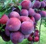 Саджанці сливи "Ренклод Альтана" (раньоспілий сорт)