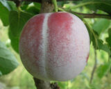 Саджанці сливи "Ренклод Альтана" (раньоспілий сорт) - Зображення 3