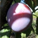 Саджанці сливи "Президент" (пізньоспілий сорт) - Зображення 2