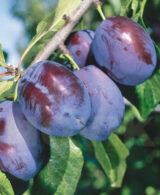 Саджанці сливи "Амерс" (пізньоспілий сорт) - Зображення 2