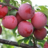 Саджанці аличі крупноплідної "Генерал" (середньоспілий сорт) - Зображення 2