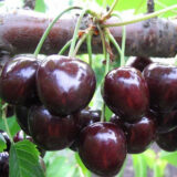 Саджанці черешні "Наполеон чорна" (середньоспілий сорт) - Зображення 2