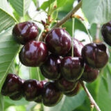 Саджанці черешні "Наполеон чорна" (середньоспілий сорт)