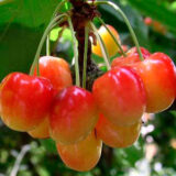 Саджанці черешні "Наполеон рожева" (середньоспілий сорт)