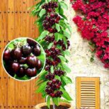 Саджанці колоновидної черешні "Хелена" (середньоспілий сорт)