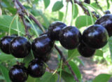 Саджанці вишні "Чорнокірка" (раньоспілий сорт) - Зображення 2
