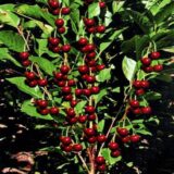 Саджанці колоновидної вишні "Ашанський гібрид" (раньоспілий сорт)