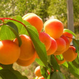 Саджанці абрикосу "Красень Києва" (середньоспілий сорт) - Зображення 2