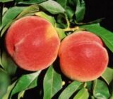 Саджанці персика "Ред Хевен" (середньоспілий сорт, селекція США) - Зображення 2