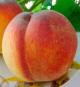 Саджанці персика "Вулкан Т-1" (середньоспілий сорт, канадська селекція) - Зображення 2