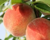 Саджанці персика "Вулкан Т-1" (середньоспілий сорт, канадська селекція) - Зображення 3