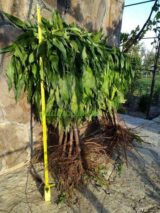 Саджанці колоновидного нектарину "Фантазія" (середньоспілий сорт) - Зображення 2