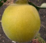 Саджанці айви "Відмінниця" (середньостиглий сорт) - Зображення 2