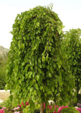 Саджанці плакучої шовковиці на штамбі "Pendyla" (штамб Н 1,2 - 1,5 м) - Зображення 3