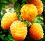 Саджанці малини "Жовтий Гігант" (середньорання) - Зображення 3