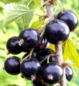 Саджанці смородини "Краса Львова" - Зображення 2