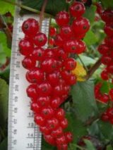 Саджанці смородини "Дар Орла" - Зображення 4