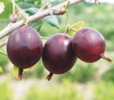 Саджанці крижовика "Фініковий" - Зображення 2