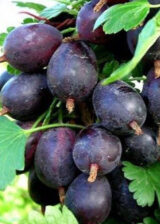 Саджанці агрусу "Чорномор" - Зображення 3