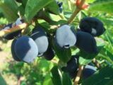 Жимолость їстівна "Індіго Джем" - Зображення 3