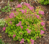 Саджанці спіреї Sundrop (Сандроп) - Зображення 2