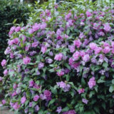 Саджанці гібіскусу садового махрового Ardens (Арденс) - Зображення 3