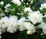 Саджанці жасмину "Frosty Morn" - Зображення 3