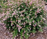 Саджанці сніжноягідника рожевого - Зображення 3