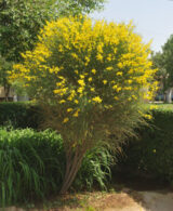 Саджанці метельника Іспанського