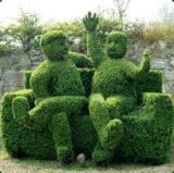 Саджанці вічнозеленого самшиту (буксус) 2-х, 4-х річні - Зображення 7