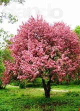 Саджанці Райської яблуні червонолисної (Недзвецького) - Зображення 3