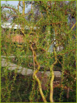 Саджанці верби звивистої Матсудана - Зображення 2