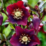 Чемерник Red Ledy