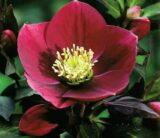 Чемерник Red Ledy - Зображення 3