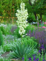 Саджанці Юкки - Зображення 2