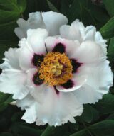 Піон деревовидний МІХ (1-річні) - Зображення 5