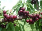 Саджанці черешні "Самба" (середньоспілий сорт) - Зображення 2
