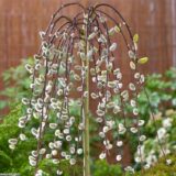 Саджанці верби козячої Kilmarnock pendula (Кільмарнок - штамб Н 1,2-1,4 м) ВКЗ