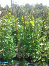 Саджанці верби козячої Kilmarnock pendula (Кільмарнок - штамб Н 1,2-1,4 м) ВКЗ - Зображення 2