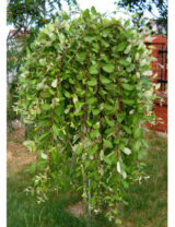 Саджанці верби козячої Kilmarnock pendula (Кільмарнок - штамб Н 1,2-1,4 м) ВКЗ - Зображення 3