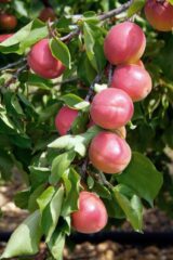 Саджанці абрикосу "Perle Cot" (середньоспілий сорт) - Зображення 2