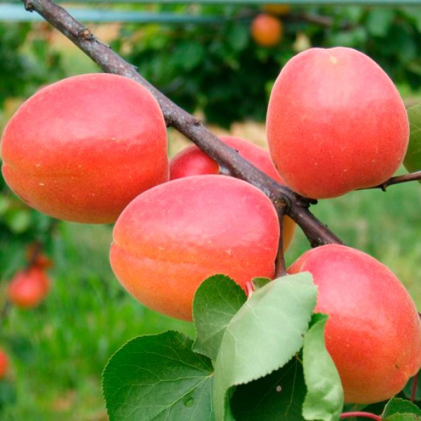 1291462741_sadzhantsi-abrikosu-magic.jpg Саджанці абрикосу "Magic Сot"( Маджик Кот ) (раньоспілий сорт) - Зображення 1