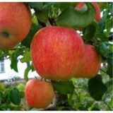 Саджанці яблуні "Пінова"