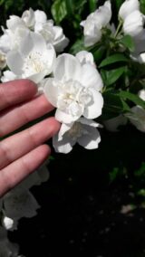 Саджанці жасмину махрового "Вірджинал" - Зображення 2