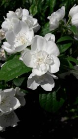 Саджанці жасмину махрового "Вірджинал" - Зображення 4